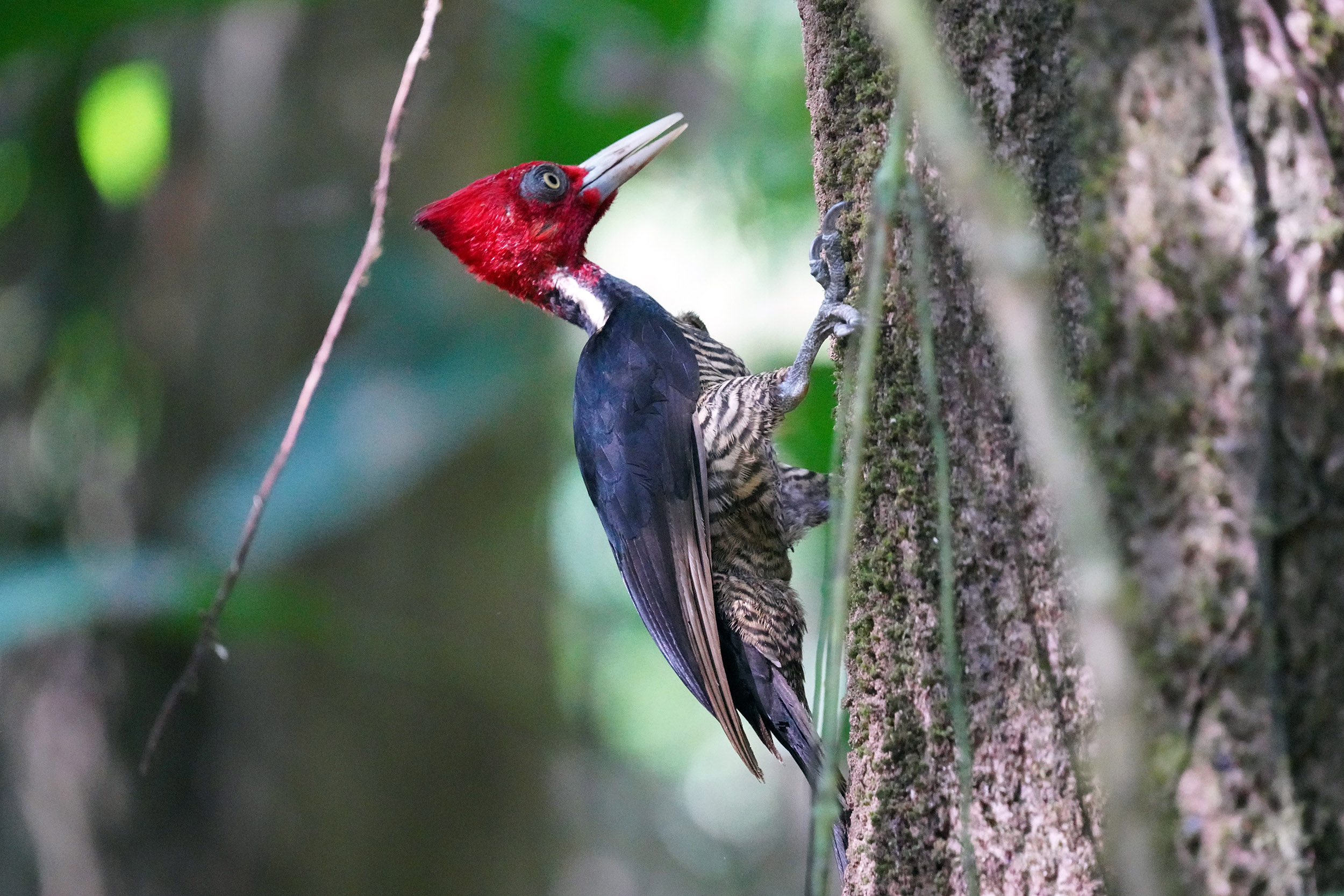 Costa Rica - Février 2025